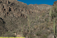 canyon wall and cactuses